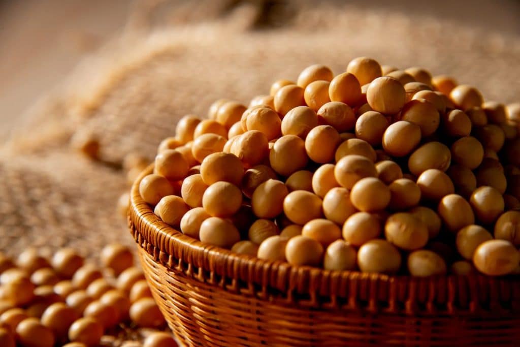 Veja como é fácil preparar esses grãos de soja cozidos! São saborosos e deliciosos e você vai se surpreender!